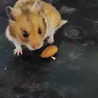 هامستر سوري Syrian Hamster