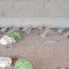 قطا