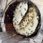 خلايا نحل عدد ثلاثة كما هو موضح في الصورة