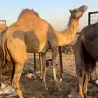 بكره رباع حايل سمين الي يبي يقنا والي يبي جزر