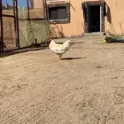 ديك تركي
