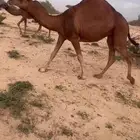 ابل