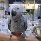 طير كاسكو بغبغاء