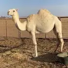 بكره ضروبه طيبه