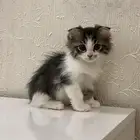 انثى سكوتش كتن للبيع