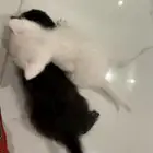 قطط تبني عمر أسبوعين بحاجة لأم مرضعة