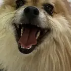 كلب