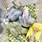 فروخ روز ( تم البيع ) بارك الله لنا وللمشتري