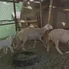 جذعات صنف كل وحدة تحتها طلي