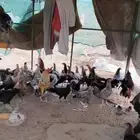 دجاج بلدي منتج