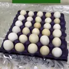 بيض بلدي طازج