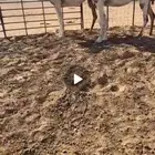 للبيع لقحات طيبات