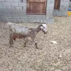 معزي.للبيع