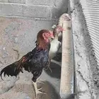 دجاج شامو ياباني