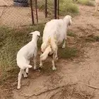 ضان مقاني ولد