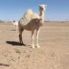 ناقه وضحى للبيع حايل مبيوعه بنتها العام