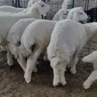 طليان حريه درجه اولى للبيع