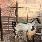 شاه بيشيه منتوجه تحتها تيس.