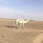 البيع بكره مفروده
