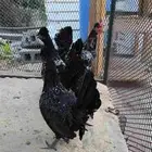 للبيع طقم دجاج عربي