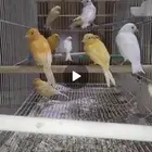 كناري 13