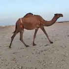 للبيع عشراء الصفراء الطيبه