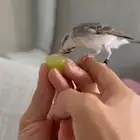 مكس ياسمين بيور اليف (تم البيع)