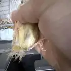 زوج كناري بسكوته