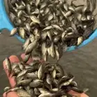 زريعة سمك البلطي