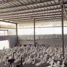 بط بكيني جميع الأحجام حي ومذبوح