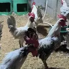 للبيع ديكه فيومي مع عربي العدد تقريبا 35 حبه