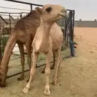 قعود كفو