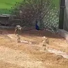 عرض ملك الطيور