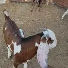 تيوس بلدي انتاج محل