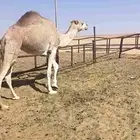 للبيع ناقه حايل وقعود تربيه