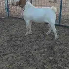 تيس بروقيت