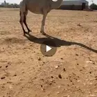 للبيع لقحه
