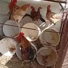 دجاج