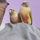 ببغاء كنيور