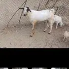 تيوس بلدي مشروطه السوم من 950