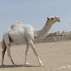 قعود مزاين طيب وساس طيب