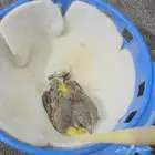 متاح ياسمين غر