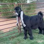 تيس عارضي خصم