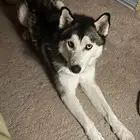 نقبل تبني جميع انواع الكلاب والحيوانات