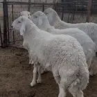 ذبايح للبيع