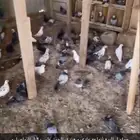 حمام