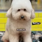 تزاوج بيور بودل
