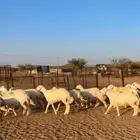 ضان حريه جمله وتفريق راجع اعلاني