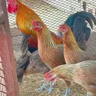 دجاج عربي