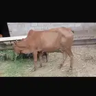 بقر